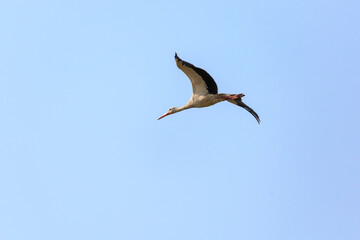 Single wild stork flying in blue sly