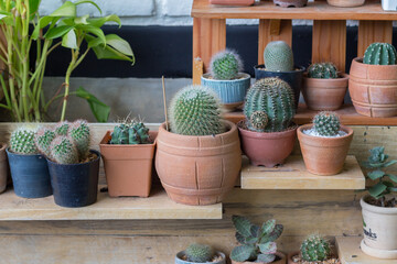Little cactus plant in the flowerpot. Various cactus plants in retro effect image.(selective focus )