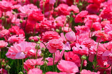 Obraz premium Pink asian buttercup