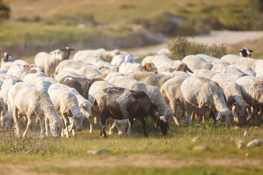 A herd of sheep walking in dust along the grass