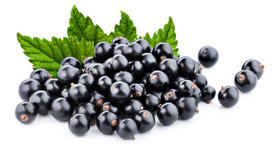 black currant branch