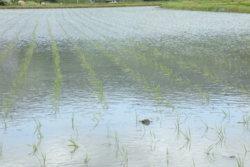 水田　田植え