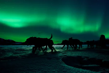Poster Yukon sled dog team pulling under northern lights © PiLensPhoto