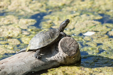 Fototapeta premium Freshwater turtle