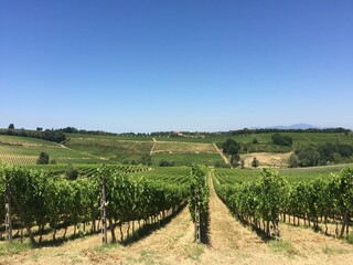 Fototapeta na wymiar Tuscany Vineyard