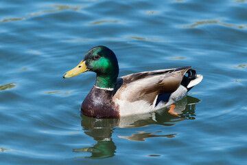 Mallard Drake Swimming in a Lake
