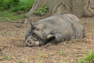 Schlafendes Hängebauchschwein mit Fliegen
