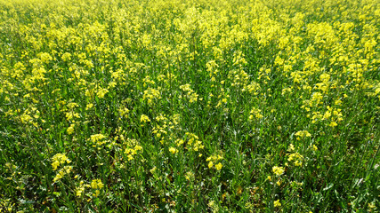 Colza field. Agrobusiness.