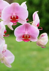 Naklejka na ściany i meble belle branche d'orchidée rose sur fond vert nature
