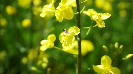 Colza field. Agrobusiness.