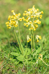 Wild cowslip flower surrounded by grass.