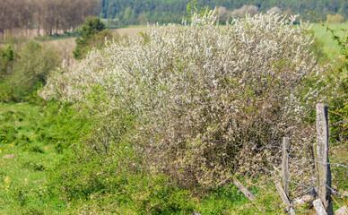 Blackthorn or sloe shrubbery in full bloom. Barbed wire fence in foreground. Farmland and forest in...