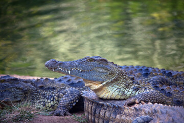 Nile crocodile on the shore.