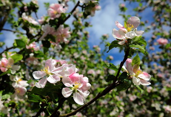 Blooming apple tree