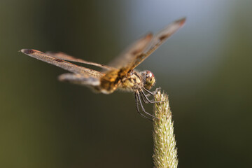 Pretty dragonfly clamped on a twig. Isolated on a blurry background.