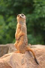 Wachendes Erdmännchen (Suricata suricatta)
