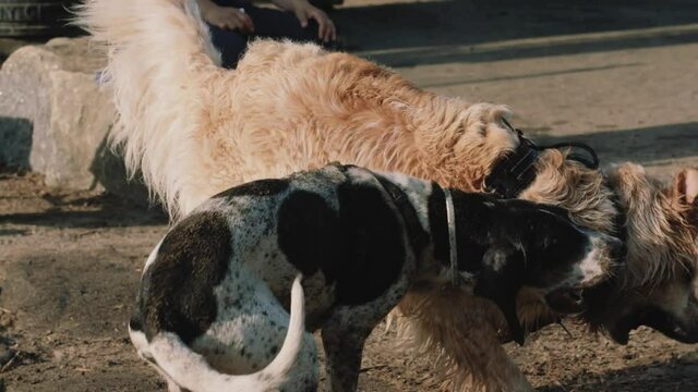 Dogs fighting at the dog park in slow motion