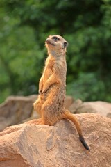 Wachendes Erdmännchen (Suricata suricatta)
