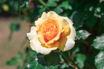 Beautiful  red rose  blooming in the garden