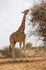 giraffe