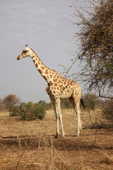 giraffe