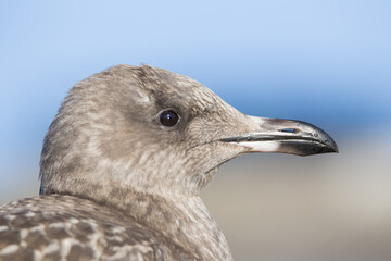 American herring gull or Smithsonian gull (Larus smithsonianus or Larus argentatus smithsonianus) portrait