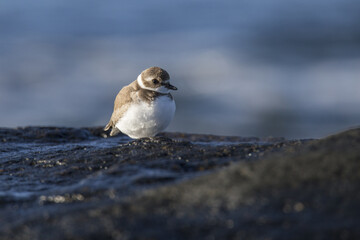 Semipalmated Plover (Charadrius semipalmatus)