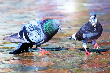 Dance of love of two beautiful pigeons on a wet sidewalk