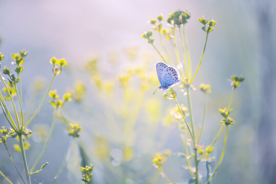 A small butterfly doves on tender stems on a spring, summer meadow. Soft soft photo, soft focus. Beautiful sunlight.
