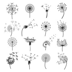 Obraz premium Dmuchawka dmuchawca na wietrze