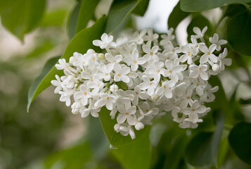 Delicate white lilac flowers. Spring natural look with nice green bokeh.