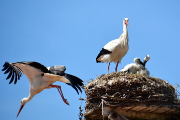 Nachwuchs bei Familie Storch