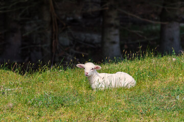 white lamb lies in the grass (meadow) © lubos K