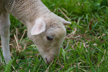 Naklejka na ściany i meble white lamb eating - standing on the grass (meadow)