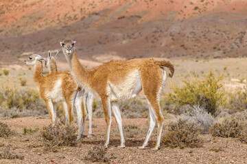 Group of Guanacos at Patagonia Landscape, Argentina