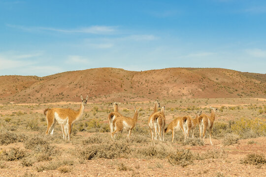 Group of Guanacos at Patagonia Landscape, Argentina