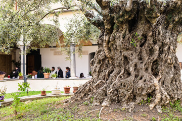 tronco contorto di ulivo secolare e chiostro di convento sfocato sullo sfondo