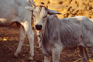 Fototapeta premium Calves, Calf and Baby cows