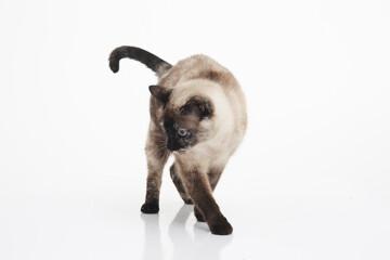 cat a white background