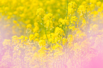 菜の花と桃の花