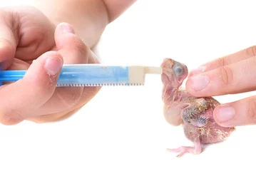 Crédence de cuisine en verre imprimé Perroquet nourrir un bébé perroquet