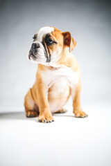Cute Bulldog Puppy Posing for the Camera