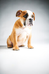 Obraz premium Cute Bulldog Puppy Posing for the Camera