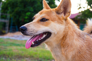 Close-up Thai dog standing on the grass floor. Head shot of brown canine at the park.