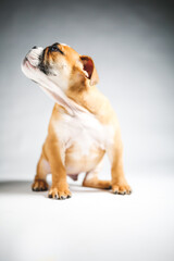 Obraz premium Cute Bulldog Puppy Posing for the Camera