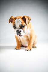 Cute Bulldog Puppy Posing for the Camera