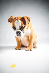 Fototapeta premium Cute Bulldog Puppy Posing for the Camera