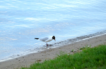 Outdoor landscape with seagull standing on river coast line with sand and grass and eating small fish on summer day