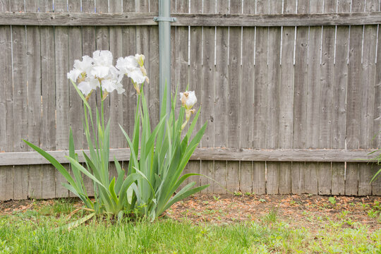 White flowers in front of a wooden fence.