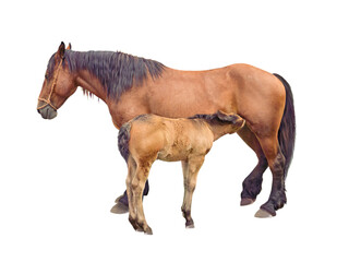 Mare horse feeding foal